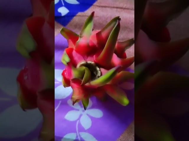 #trendingshorts #shipra, s creation #vairalvideo #dragonfurits