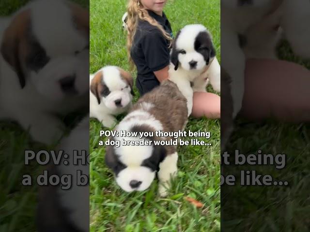 POV: how you thought being a dog breeder would be like...