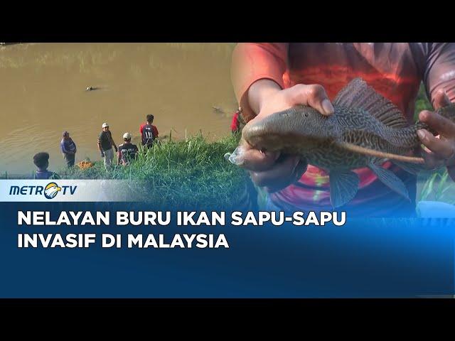 GAWAT! Ikan Sapu-sapu Diduga Penyebab Kerusakan Ekosistem Sungai di Malaysia