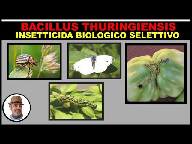 BACILLUS THURINGIENSIS INSETTICIDA BIOLOGICO