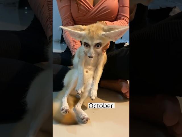 One year with a Fennec Fox! 