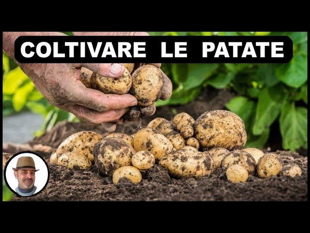 COLTIVARE LE PATATE, o SEMINARE le patate, dalla semina alla raccolta, grow potato, cultivar patatas