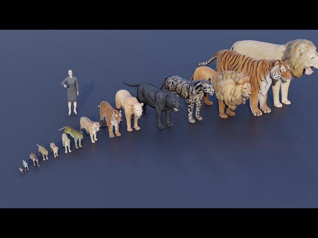 Big Cat size comparison  | Tiger VS Lion #animals