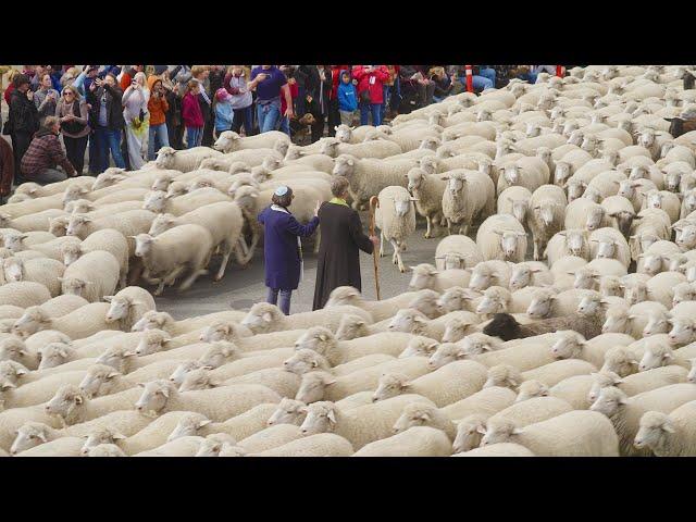 Trailing of the Sheep: Small Town, Big Story | Ketchum, Idaho