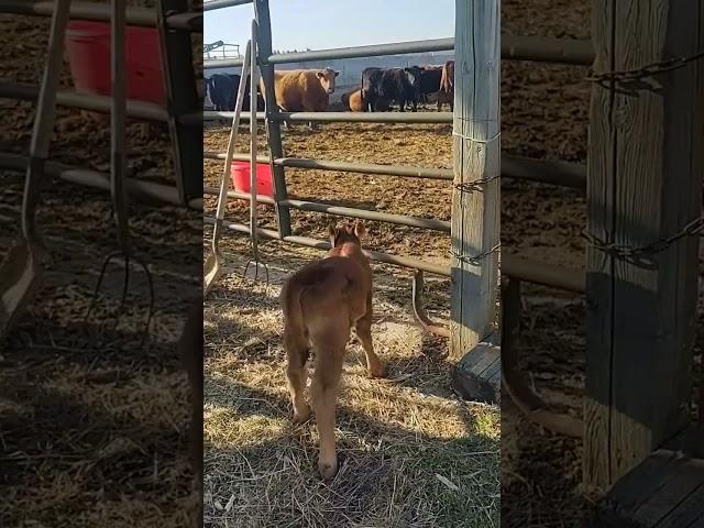 Chasing a Baby Heifer Back Into the Pen