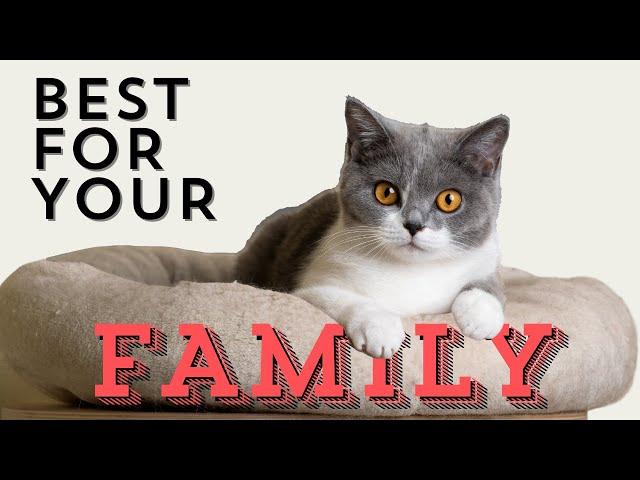 Looking for the best cat breed for your family?