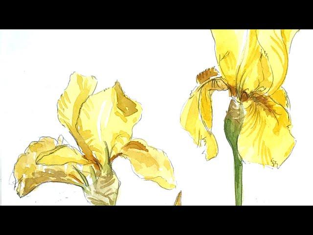 Sketching a yellow iris