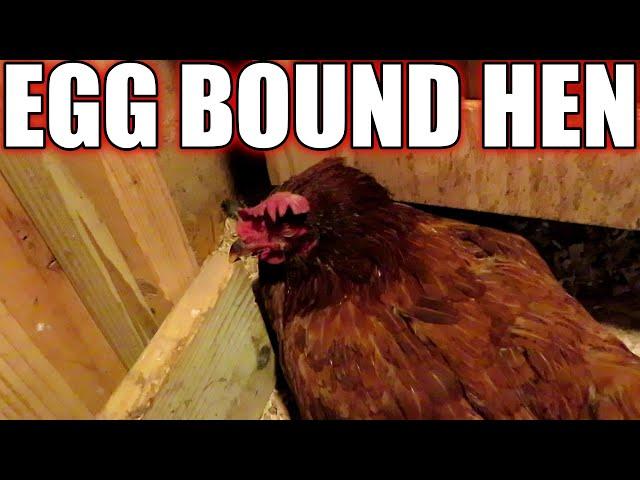 My egg bound hen - Signs and symptoms