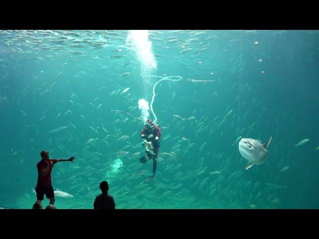 Nordsøen Oceanarium  Nordsee Ozeanarium Hirtshals Dänemark 08.08.2018