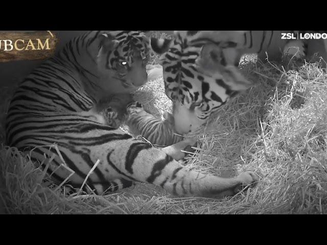 Watch Mom and Dad Bond With Newly Born Rare Sumatran Tiger Twins