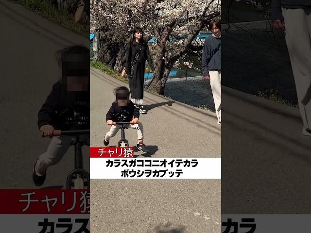 桜よりお義母さん