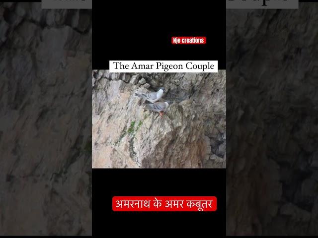 Pigeons inside Amarnath cave #ytshortsindia #trendingshorts #amarnath