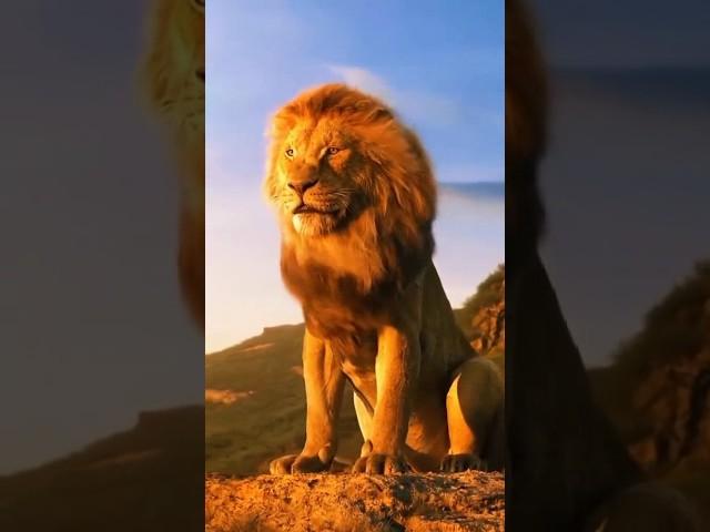 Denjerus Lion  #lion #lions #animal #animalshorts #animalsvideo #shorts #viral