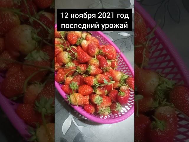 моя клубника