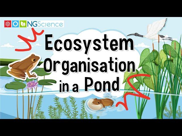 Ecosystem Organisation in a Pond