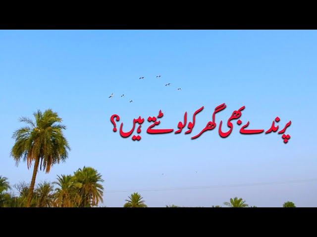 Beautiful nature Pakistani Punjab village | daily routine life | Sanam 4k Production