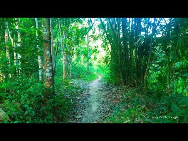 Virtual Hike Through Greenes Forest Trail | 4K Rainforest Adventure in Indonesia #JungleAdventure