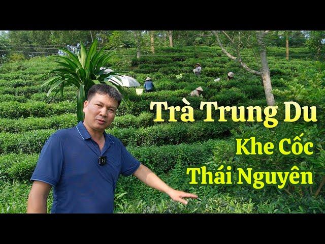 Trà 50 năm tuổi ở Làng Nghề Chè Khe Cốc, Một Trong Tứ Đại Danh Trà Thái Nguyên