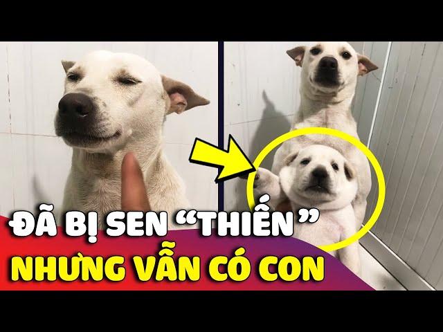 Cười xỉu chú chó 'BỊ THIẾN' rồi nhưng vẫn có con khiến anh Sen BẤT LỰC  | Gâu Đần