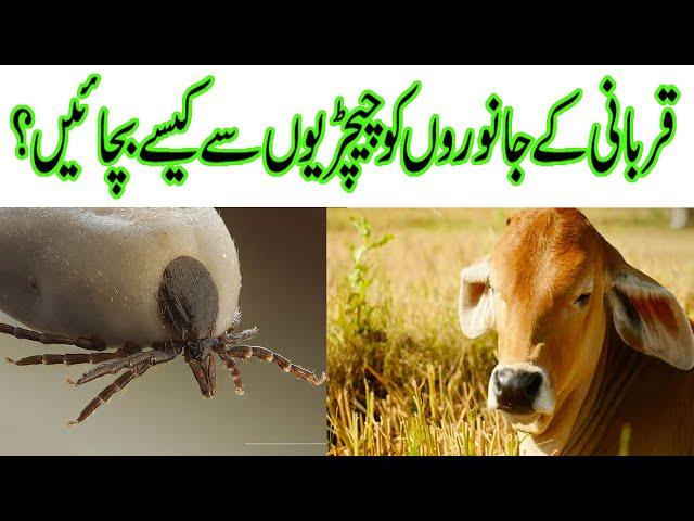 Qurbani2022 II Ticks prevention II Qurbani k janwar II