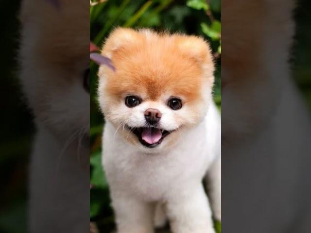 강아지 의 달콤한 꿈