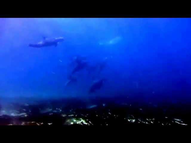 Dolphins July 28, 2013   Zanzibar HD Maxwel Hohn