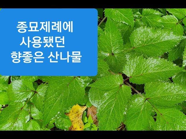 한국의 산나물 176.묏미나리(거무노리 나물,거린대 나물)