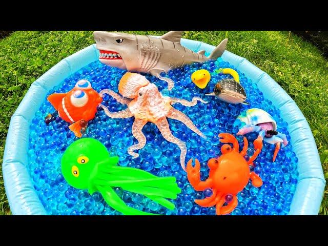 Learn Sea Animal Names for Babies Kids with Orbeez Waterbeads: Clown Fish Ribbon Eel Shark