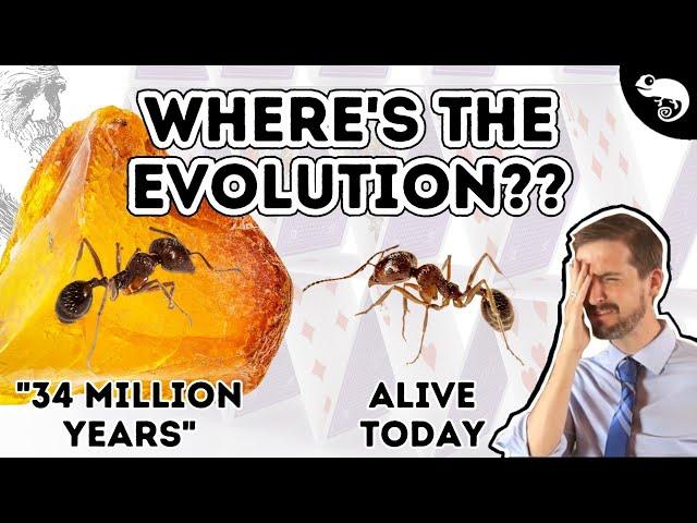 Evolutionary Biologist Reacts to Creationist Arguments