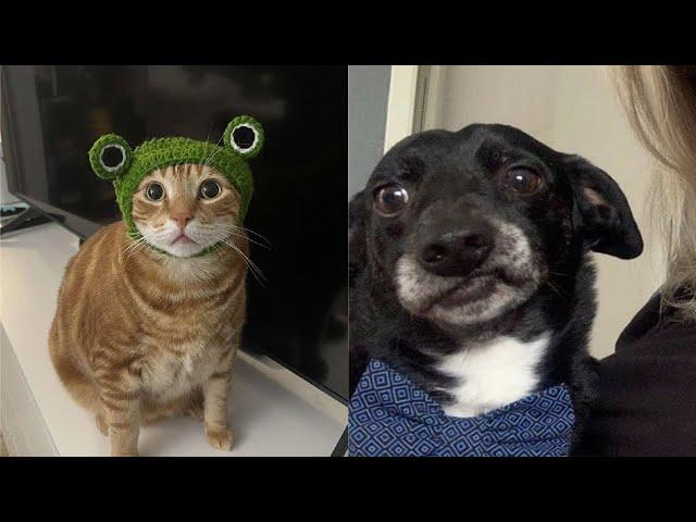 Try Not To Laugh  New Funny Cats Video  - Just Cats Part 19