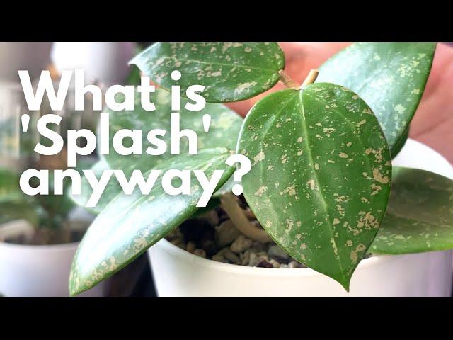 5 Splashy Hoyas + What is 'Splash'?