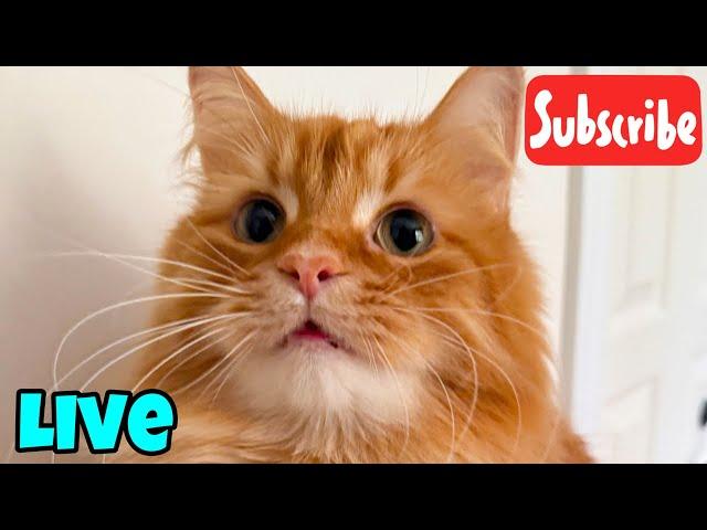 Wednesday Fluff - Live Stream