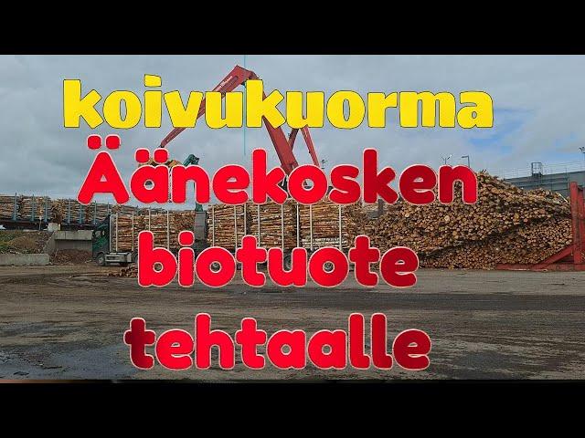 Kuorma Äänekosken biotuotetehtaalle. a load of birch pulpwood to the Äänekoski bioproduct mill