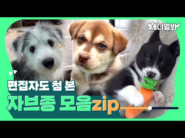 말스키, 쿠앤크 웰시코기…알래스칸 리트리버  스피츠? 꼬물이 자브종 모음_zipㅣMixed Munchkins Compilation (Mixed dog)