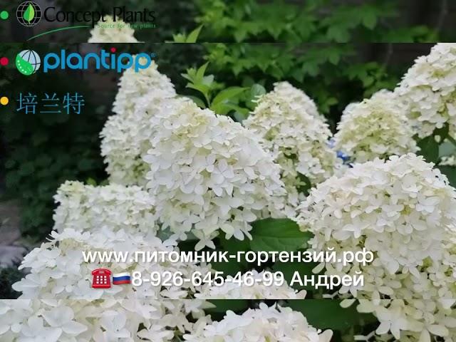 Hydrangea paniculata Skyfall ('Frenne'PBR) EU 58372 Скайфолл, лучший сорт с белыми соцветиями 2023г.