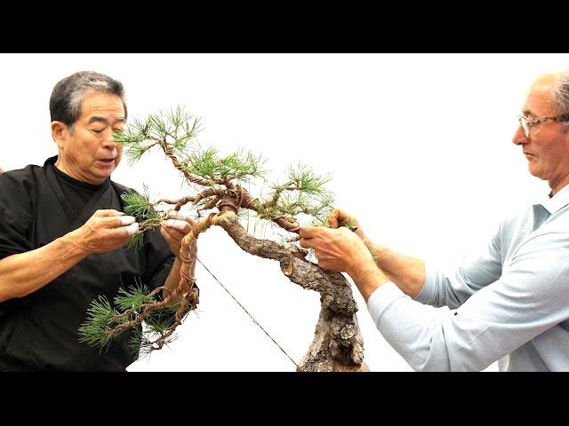 SakkaTen Bonsai demo by Kunio Kobayashi