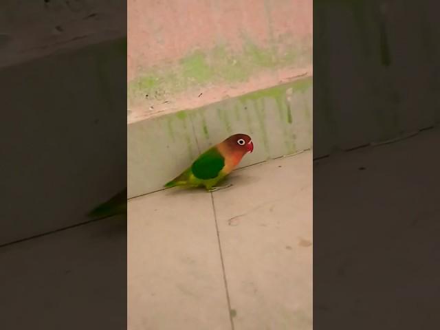 #birds #lovebirds subscribe#babyparrotកូនសេក