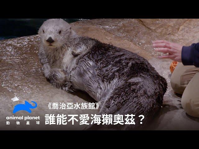 海獺照MRI？誰能不愛海獺奧茲｜喬治亞水族館｜動物星球頻道