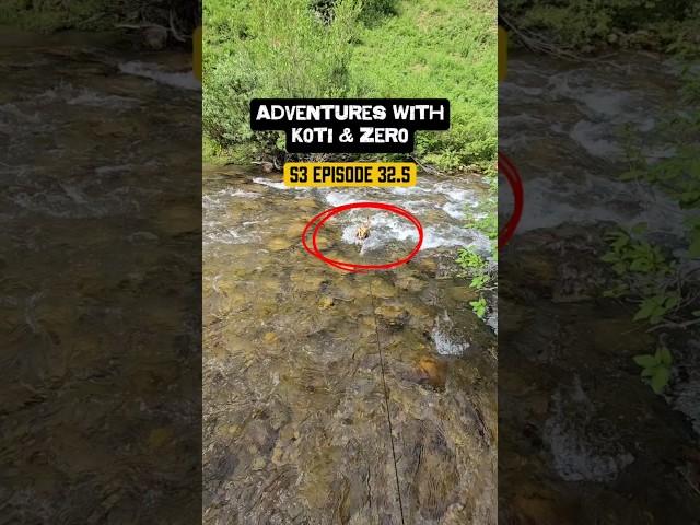 Adventures with Koti & Zero S3 Episode 32.5 #hikingadventures #hikingdog #rescuedog