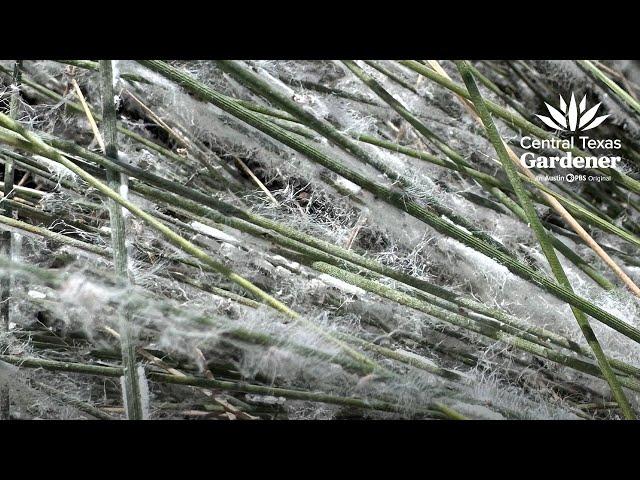 Muhly grass mealybug + Prep Containers for Winter