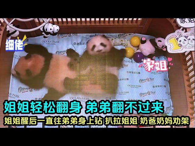 11月23日 盈盈双胞胎直播cut2睡醒的姐姐一直往弟弟身上爬#판다 #panda #大熊猫盈盈 #大熊猫乐乐 #香港大熊猫