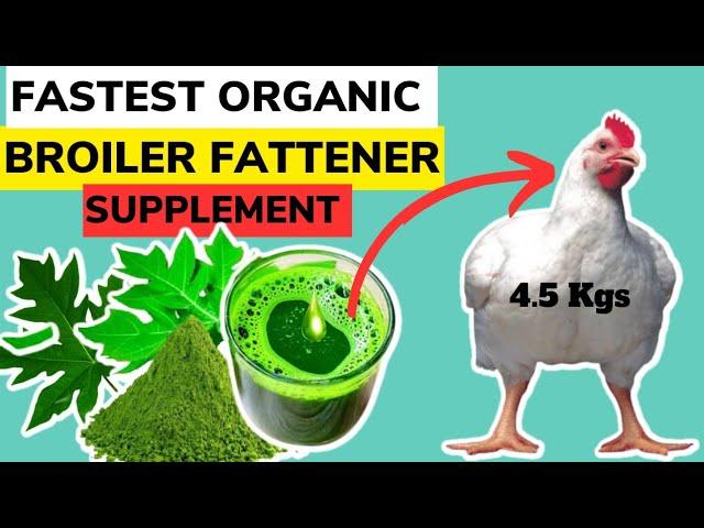 FASTEST ORGANIC BROILER FATTENER SUPPLEMENT | Fattening Broilers Has Never Been This Easy.