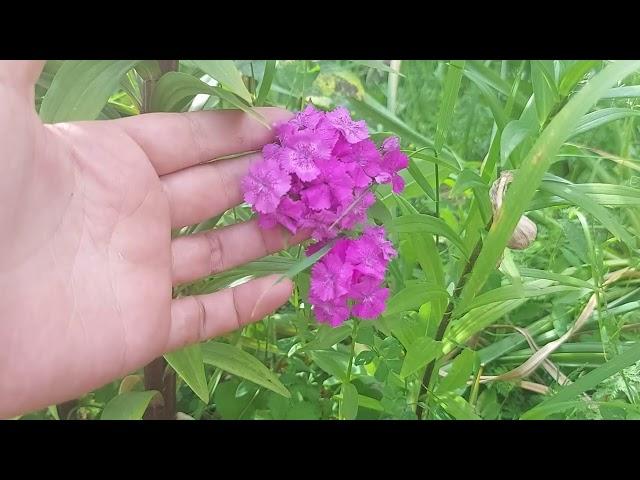 Brumarele (Phlox paniculata): ingrijire, cultivare, intretinere