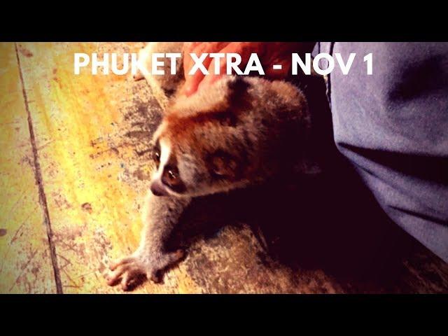 Fighters find selves prostitution site! Video game junkies? Slow loris tout caught! || Phuket