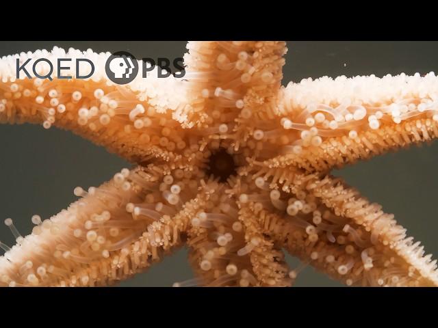 Watch This Starfish Protect Her Babies From Danger | Deep Look