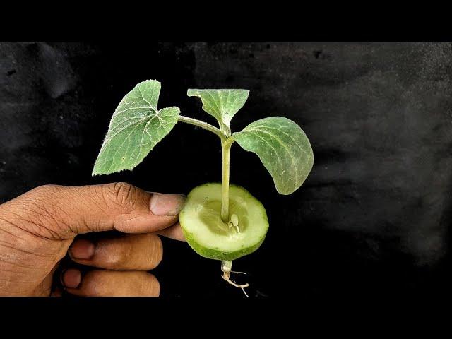 Growing cucumbers Plant at home || Simple Methods Grow Cucumbers Plant in organic fertiliser