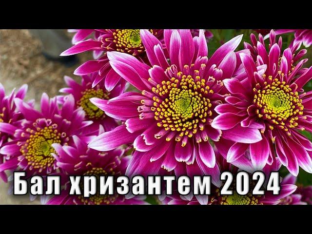 БАЛ ХРИЗАНТЕМ 2024 в Никитском ботаническом саду. Крым, Ялта