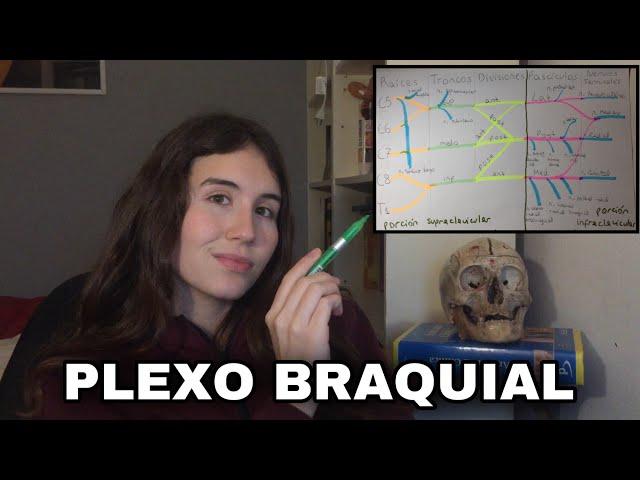 PLEXO BRAQUIAL - ANATOMÍA