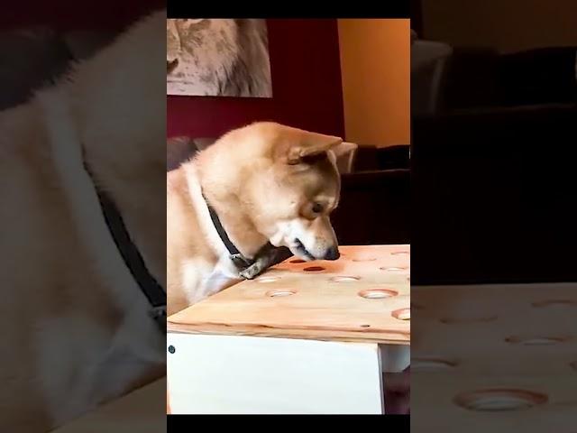 dog cant get the sausage gets angry