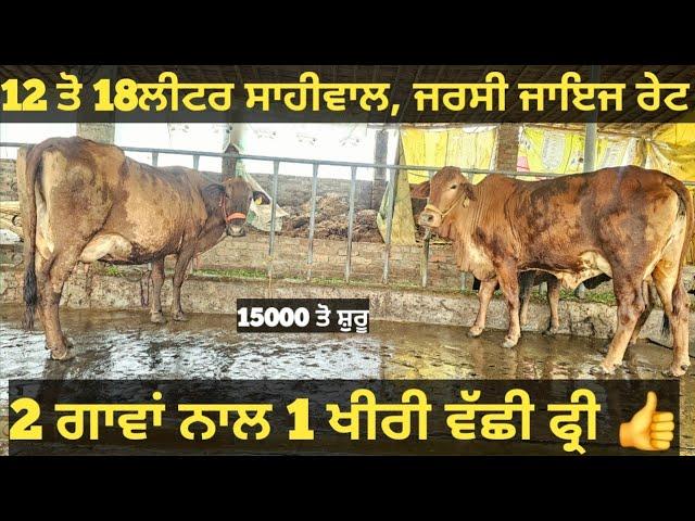 12 ਤੋ 18ਲੀਟਰ 2 ਗਾਵਾਂ ਅਤੇ 2 ਵੱਛੀਆ ਵੀਕਾਓ। cows for sale/vadiya farm/10-3-25